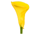 گل شیپوری آگویلا